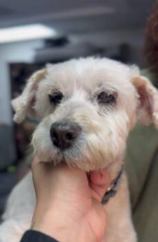 Sophia -  Poodle Dog for Adoption in Ventura, California - Sophia | PetCurious