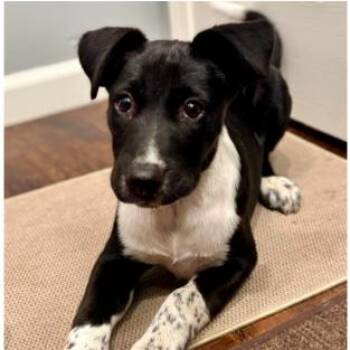 Pablo -  Border Collie and Mixed Breed Dog for Adoption in Tacoma, Washington - Pablo | PetCurious