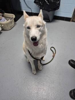 Pen 122 -  Siberian Husky Dog for Adoption in Lawrenceville, Georgia - Pen 122 | PetCurious