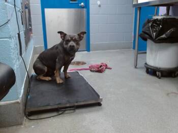 American Bulldog and Mixed Breed Dogs Available for Adoption in Albuquerque, New Mexico - PINK | PetCurious