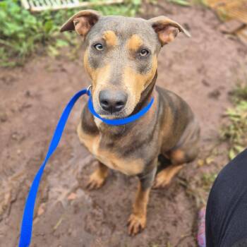 Big Mama -  Shepherd Dog for Adoption in Wahiawa, Hawaii - Big Mama | PetCurious