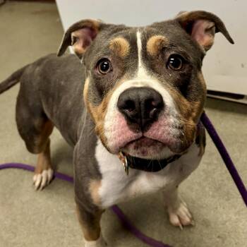 Pit Bull Terrier Dogs Available for Adoption - Tofu | PetCurious