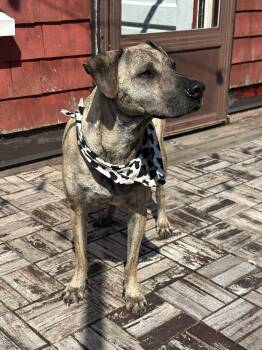 Mixed Breed Dogs Available for Adoption in Mississauga, Ontario - Lola | PetCurious