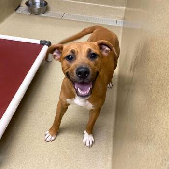 Mixed Breed Dogs Available for Adoption in Monroe, Georgia - Coop #23023 | PetCurious