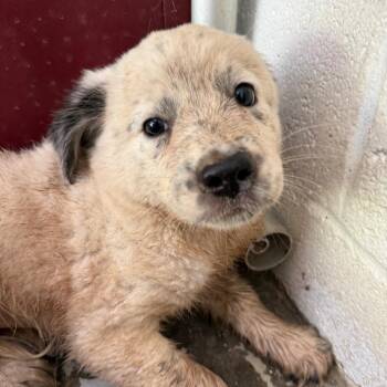 Dottie -  Australian Cattle Dog Blue Heeler Dog for Adoption in Evensville, Tennessee - Dottie | PetCurious