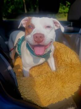Vincent -  Pit Bull Terrier and Mixed Breed Dog for Adoption in Westland, Michigan - Vincent | PetCurious