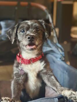 Schnauzer Dogs Available for Adoption - King | PetCurious