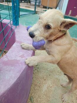 Rescue Wheaten Terrier Dogs for Adoption in Brooksville, Florida - McDreamy | PetCurious