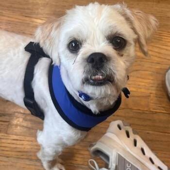 Miniature Poodle Dogs Available for Adoption in Plainfield, Illinois - Shug | PetCurious