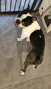 Franklin Hunteman - Chattanooga, TN -  Boston Terrier Dog for Adoption in Maryville, Tennessee - Franklin Hunteman - Chattanooga, TN | PetCurious
