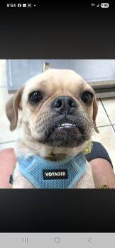 Petunia -  Pug Dog for Adoption in Miami, Florida - Petunia | PetCurious