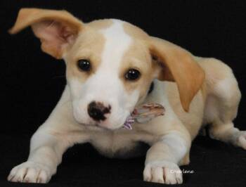 Golden -  Beagle and Labrador Retriever Dog for Adoption in Newland, North Carolina - Golden | PetCurious