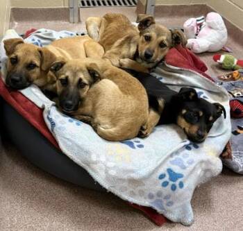 Mixed Breed Dogs Available for Adoption - Leo | PetCurious