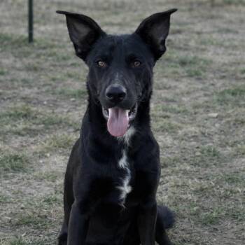 Warren -  Shepherd and Mixed Breed Dog for Adoption in Riverwoods, Illinois - Warren | PetCurious