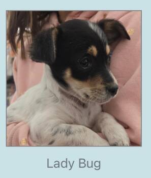 Border Collie and Cattle Dog Dogs Available for Adoption - Lady Bug | PetCurious