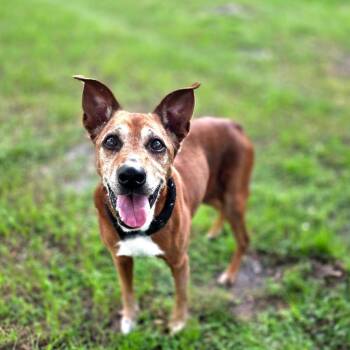Foxie -  Mixed Breed Dog for Adoption in Port Charlotte, Florida - Foxie | PetCurious
