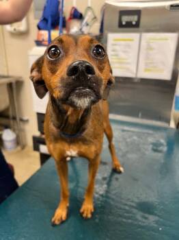 Ariel -  Mixed Breed Dog for Adoption in Mobile, Alabama - Ariel | PetCurious