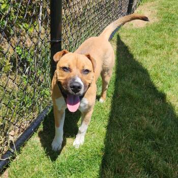 Delaware -  Boxer Dog for Adoption in Fort Wayne, Indiana - Delaware | PetCurious
