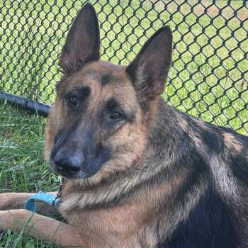 Chickee (26-369) -  German Shepherd Dog Dog for Adoption in New Ringgold, Pennsylvania - Chickee (26-369) | PetCurious
