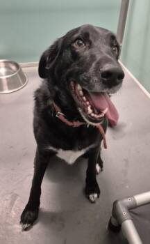 Black Labrador Retriever Dogs Available for Adoption - Clayton | PetCurious