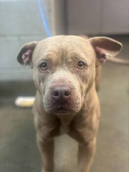 Mixed Breed Dogs Available for Adoption - COFFEE CUP | PetCurious