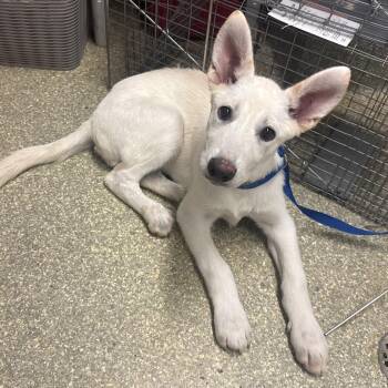 IVHS-Stray-140795 -  Shepherd Dog for Adoption in San Gabriel, California - IVHS-Stray-140795 | PetCurious