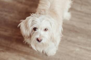 Dakota Dogwood -  Terrier Dog for Adoption in Waunakee, Wisconsin - Dakota Dogwood | PetCurious
