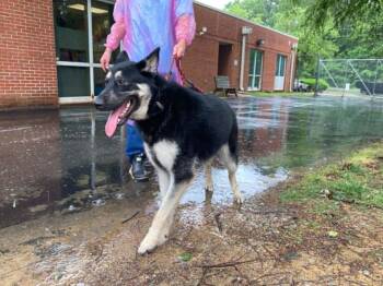Sundae -  Mixed Breed Dog Available for Adoption in Durham, North Carolina - Sundae | PetCurious