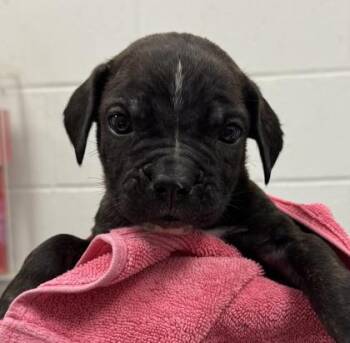 Rylee -  Mastiff and Mixed Breed Dog for Adoption in Kansas City, Missouri - Rylee | PetCurious