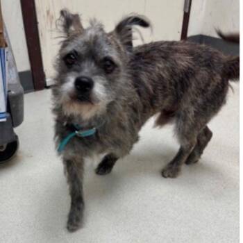 Cairn Terrier and Terrier Dogs Available for Adoption - Kylo | PetCurious