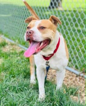 Mixed Breed Dogs Available for Adoption in West Chester, Pennsylvania - Koi | PetCurious