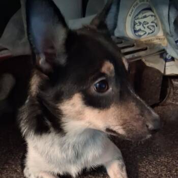 Moe -  Collie Dog for Adoption in Oak Bluffs, Massachusetts - Moe | PetCurious