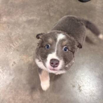 (Found) Dolly -  Australian Shepherd and Mixed Breed Dog for Adoption in Cabot, Arkansas - (Found) Dolly | PetCurious