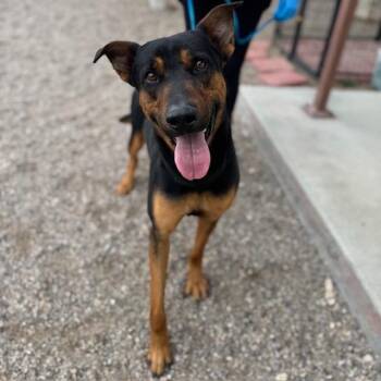 Doberman Pinscher Dogs Available for Adoption in Bullhead City, Arizona - Goliath | PetCurious
