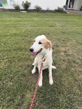 Jolie -  Great Pyrenees and Mixed Breed Dog for Adoption in Fort Worth, Texas - Jolie | PetCurious