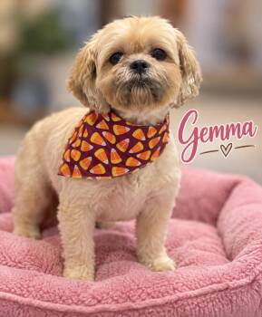 Gemma -  Shih Tzu Dog for Adoption in Momence, Illinois - Gemma | PetCurious