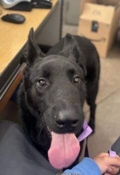 Mixed Breed Dogs Available for Adoption - HULK | PetCurious