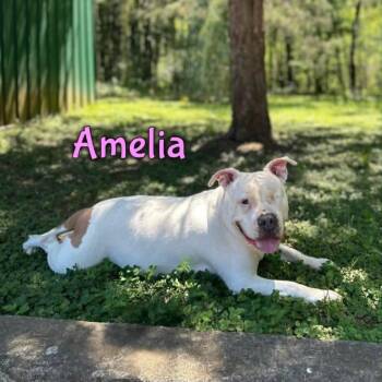 Amelia -  Pit Bull Terrier Dog for Adoption in Oak Ridge, Tennessee - Amelia | PetCurious