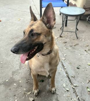 Rescue Shepherd and Mixed Breed Dogs for Adoption in Calimesa, California - Daisy | PetCurious