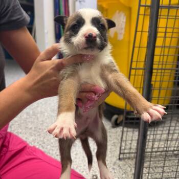 Raphael-3394 -  Mixed Breed Dog for Adoption in Tyler, Texas - Raphael-3394 | PetCurious