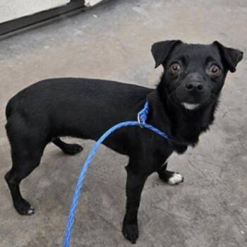 Mixed Breed Dogs Available for Adoption - Jessie Buckley | PetCurious