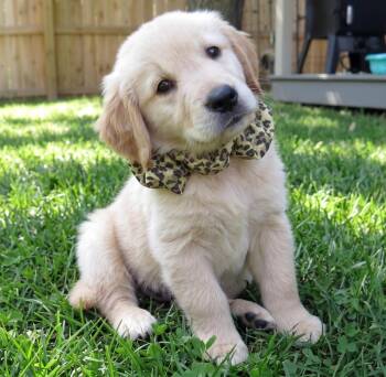 Gabe -  Golden Retriever Dog for Adoption in Crown Point, Indiana - Gabe | PetCurious