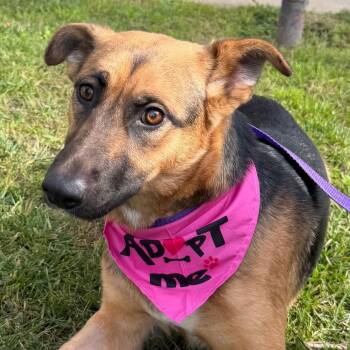 German Shepherd Dog Dogs Available for Adoption - KEILANI | PetCurious