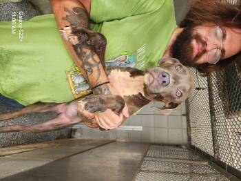 Courtesy Post. Out of town pet. See below for details -  Pit Bull Terrier Dog for Adoption in Eagle, Idaho - Courtesy Post. Out Of Town Pet. See Below For Details | PetCurious