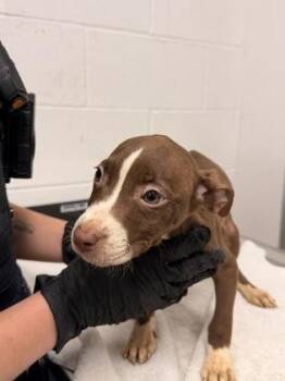 Sarah -  Pit Bull Terrier Dog for Adoption in Cleveland, Ohio - Sarah | PetCurious