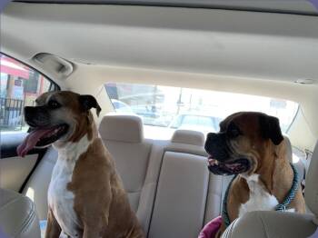 Rescue Boxer Dogs for Adoption in Fort Stockton, Texas - Martha | PetCurious