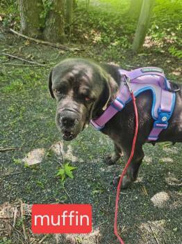 Muffin -  Mastiff Dog for Adoption in Fort Worth, Texas - Muffin | PetCurious