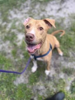 Chico -  Mixed Breed Dog for Adoption in Vero Beach, Florida - Chico | PetCurious
