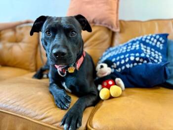 Pit Bull Terrier and Black Labrador Retriever Dogs Available for Adoption - Mickey Melt Your Heart | PetCurious