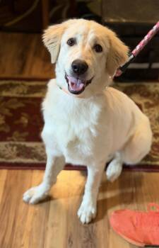 Lucile -  Golden Retriever and Great Pyrenees Dog for Adoption in Sandy Springs, Georgia - Lucile | PetCurious
